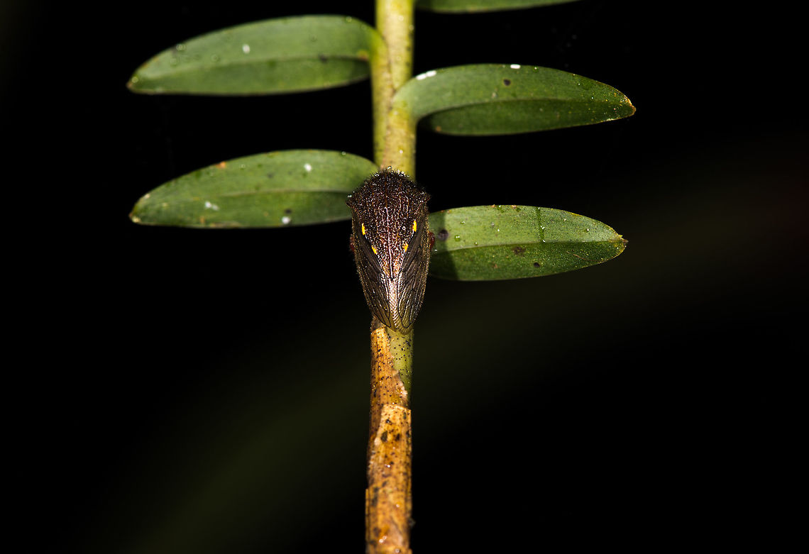 Treehopper  on stem, La Planada Nature Reserve, Colombia I'm not sure why I don't have a side view of this, it would be way more useful, sorry. Colombia,Colombia 2018,Colombia South,La Planada Nature Reserve,South America