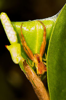 Square-ended Crab Spider (Sidymella) - closeup, La Planada Nature Reserve, Colombia https://www.jungledragon.com/image/76488/crab_spider_with_enormous_front_legs_la_planada_nature_reserve_colombia.html Colombia,Colombia 2018,Colombia South,La Planada Nature Reserve,South America