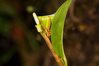 Square-ended Crab Spider (Sidymella), La Planada Nature Reserve, Colombia https://www.jungledragon.com/image/76487/crab_spider_with_enormous_front_legs_-_closeup_la_planada_nature_reserve_colombia.html Colombia,Colombia 2018,Colombia South,La Planada Nature Reserve,South America