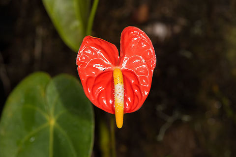 Anthurium andraeanum, La Planada Nature Reserve, Colombia One day after this photo, we saw two guys on a motorcycle speeding out of the exit of La Planada Nature Reserve. The guy on the backseat had a bush full of these flowers in his hand, stolen from the forest.

Upon mentioning this to staff, they didn't even see it as abnormal behavior. Such is the quality of "conservation" in several parks in Colombia, not even within protected zones does anybody seem to care. It makes you lose all hope. Anthurium andraeanum,Colombia,Colombia 2018,Colombia South,La Planada Nature Reserve,Painter's Palette,South America