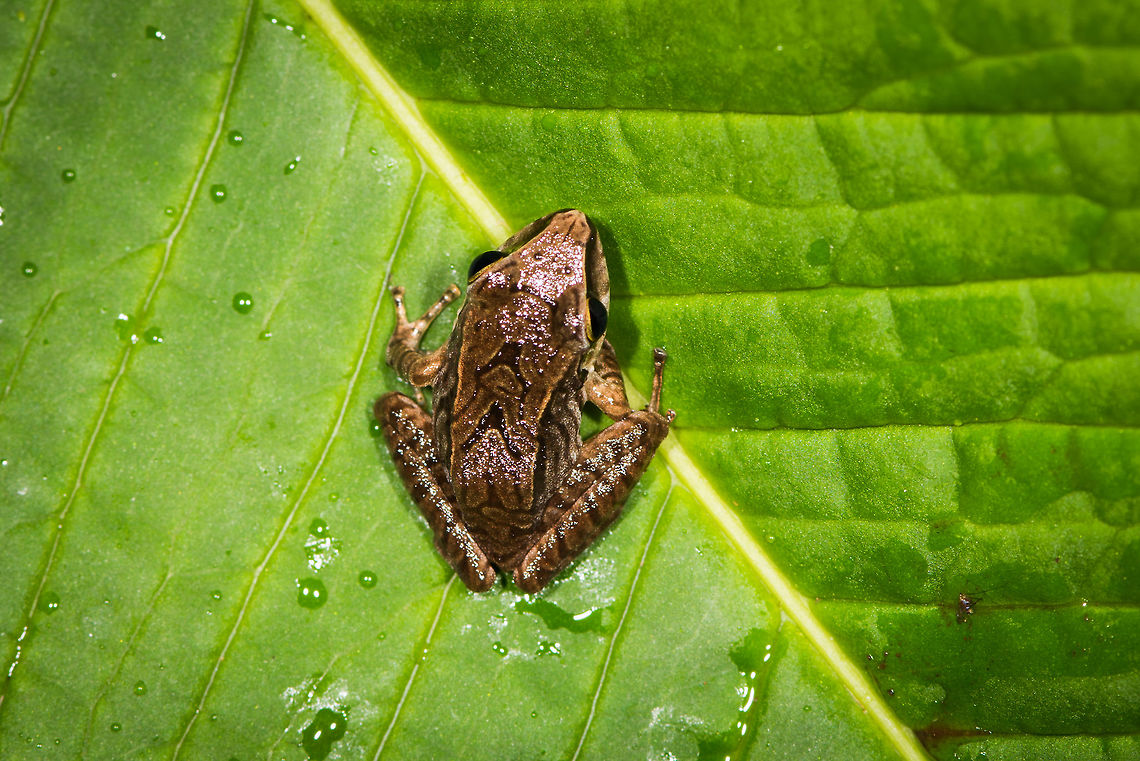 Rain frog 1 - top view, La Planada Nature Reserve, Colombia Tiny rain frog with leopard-like banding. Found in a small stream, we placed it on a leaf for some photos.<br />
<figure class="photo"><a href="https://www.jungledragon.com/image/76491/rain_frog_1_la_planada_nature_reserve_colombia.html" title="Rain frog 1, La Planada Nature Reserve, Colombia"><img src="https://s3.amazonaws.com/media.jungledragon.com/images/2/76491_thumb.jpg?AWSAccessKeyId=05GMT0V3GWVNE7GGM1R2&Expires=1759968010&Signature=vbfstSnwz6FdRO78uu%2F3A%2BkEGyA%3D" width="200" height="134" alt="Rain frog 1, La Planada Nature Reserve, Colombia Tiny rain frog with leopard-like banding. Found in a small stream, we placed it on a leaf for some photos.<br />
https://www.jungledragon.com/image/76490/rain_frog_1_-_top_view_la_planada_nature_reserve_colombia.html Colombia,Colombia 2018,Colombia South,La Planada Nature Reserve,South America" /></a></figure> Colombia,Colombia 2018,Colombia South,La Planada Nature Reserve,South America