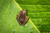 Rain frog 1 - top view, La Planada Nature Reserve, Colombia Tiny rain frog with leopard-like banding. Found in a small stream, we placed it on a leaf for some photos.<br />
https://www.jungledragon.com/image/76491/rain_frog_1_la_planada_nature_reserve_colombia.html Colombia,Colombia 2018,Colombia South,La Planada Nature Reserve,South America