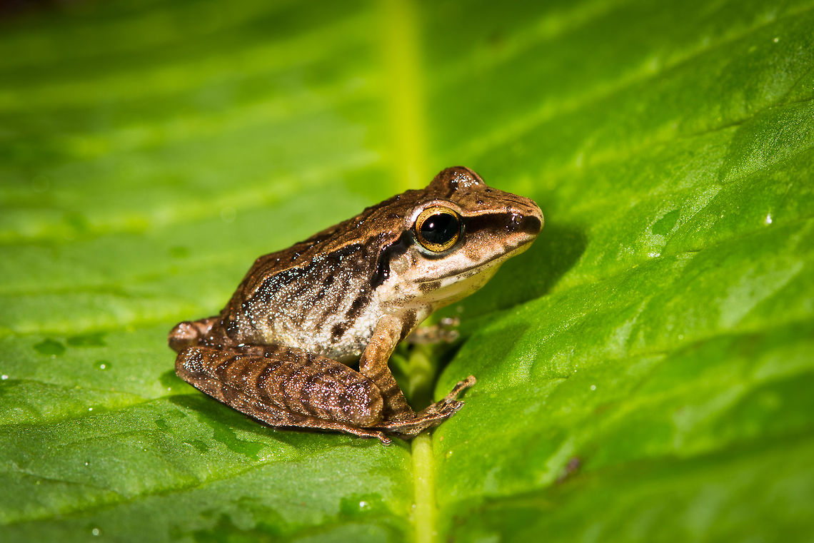 Rain frog 1, La Planada Nature Reserve, Colombia Tiny rain frog with leopard-like banding. Found in a small stream, we placed it on a leaf for some photos.<br />
<figure class="photo"><a href="https://www.jungledragon.com/image/76490/rain_frog_1_-_top_view_la_planada_nature_reserve_colombia.html" title="Rain frog 1 - top view, La Planada Nature Reserve, Colombia"><img src="https://s3.amazonaws.com/media.jungledragon.com/images/2/76490_thumb.jpg?AWSAccessKeyId=05GMT0V3GWVNE7GGM1R2&Expires=1759968010&Signature=7k4xIgn5lrQbmRf7kT4M8%2FbvbVs%3D" width="200" height="134" alt="Rain frog 1 - top view, La Planada Nature Reserve, Colombia Tiny rain frog with leopard-like banding. Found in a small stream, we placed it on a leaf for some photos.<br />
https://www.jungledragon.com/image/76491/rain_frog_1_la_planada_nature_reserve_colombia.html Colombia,Colombia 2018,Colombia South,La Planada Nature Reserve,South America" /></a></figure> Colombia,Colombia 2018,Colombia South,La Planada Nature Reserve,South America
