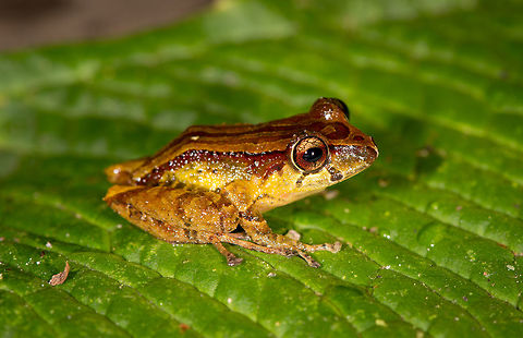 Colorful Rain frog - side view, La Planada Nature Reserve, Colombia https://www.jungledragon.com/image/76493/colorful_rain_frog_-_side_view_closeup_la_planada_nature_reserve_colombia.html
https://www.jungledragon.com/image/76494/colorful_rain_frog_-_top_view_la_planada_nature_reserve_colombia.html
https://www.jungledragon.com/image/76495/colorful_rain_frog_-_front_view_la_planada_nature_reserve_colombia.html Colombia,Colombia 2018,Colombia South,La Planada Nature Reserve,South America