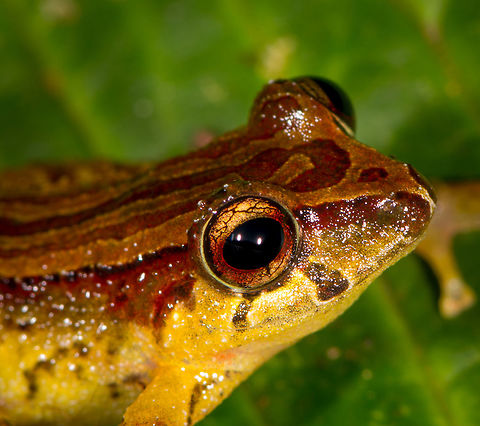 Colorful Rain frog - side view closeup, La Planada Nature Reserve, Colombia https://www.jungledragon.com/image/76492/colorful_rain_frog_-_side_view_la_planada_nature_reserve_colombia.html
https://www.jungledragon.com/image/76494/colorful_rain_frog_-_top_view_la_planada_nature_reserve_colombia.html
https://www.jungledragon.com/image/76495/colorful_rain_frog_-_front_view_la_planada_nature_reserve_colombia.html Colombia,Colombia 2018,Colombia South,Fall,Geotagged,La Planada Nature Reserve,South America