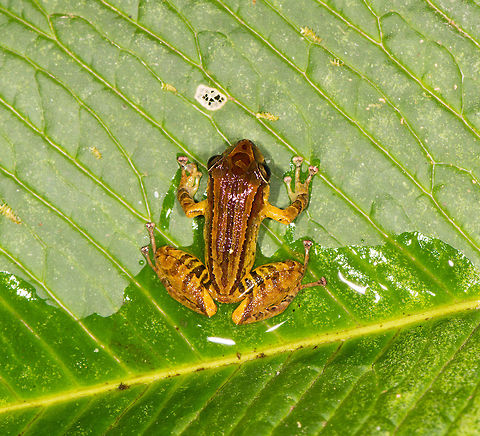 Colorful Rain frog - top view, La Planada Nature Reserve, Colombia https://www.jungledragon.com/image/76492/colorful_rain_frog_-_side_view_la_planada_nature_reserve_colombia.html
https://www.jungledragon.com/image/76493/colorful_rain_frog_-_side_view_closeup_la_planada_nature_reserve_colombia.html
https://www.jungledragon.com/image/76495/colorful_rain_frog_-_front_view_la_planada_nature_reserve_colombia.html Colombia,Colombia 2018,Colombia South,La Planada Nature Reserve,South America