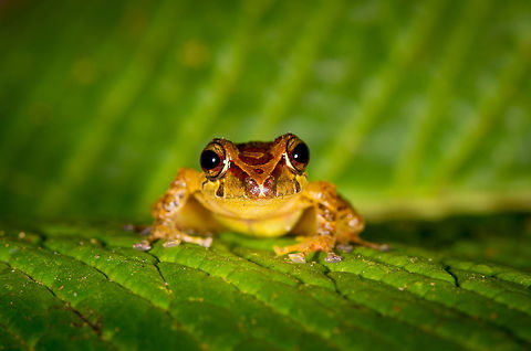 Colorful Rain frog - front view, La Planada Nature Reserve, Colombia https://www.jungledragon.com/image/76492/colorful_rain_frog_-_side_view_la_planada_nature_reserve_colombia.html
https://www.jungledragon.com/image/76493/colorful_rain_frog_-_side_view_closeup_la_planada_nature_reserve_colombia.html
https://www.jungledragon.com/image/76494/colorful_rain_frog_-_top_view_la_planada_nature_reserve_colombia.html Colombia,Colombia 2018,Colombia South,Fall,Geotagged,La Planada Nature Reserve,South America