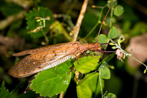 Corydalus armatus, La Planada Nature Reserve, Colombia We were opening our first moth night at La Planada Nature Reserve when this enormous insect came flying erratically towards the light. We had never seen anything like it, and it totally freaked us out, even more so when having a closer look at it. 

This is a dobsonfly. Males have enormous mandibles, which are in fact too large, they can't be used for anything other than sexual selection. They look hellish, therefore they name their children hellgrammites.

So although they send even the toughest machete farmer running, they are completely harmless to people. They are part of the fascinating insect order megaloptera:
https://www.jungledragon.com/wildlife/browse/animalia/arthropoda/insecta/megaloptera
https://www.jungledragon.com/image/76497/corydalus_armatus_-_closeup_la_planada_nature_reserve_colombia.html Colombia,Colombia 2018,Colombia South,Corydalus,Corydalus armatus,Fall,Geotagged,La Planada Nature Reserve,South America