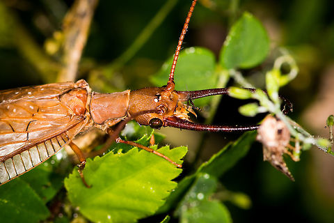 Corydalus armatus - closeup, La Planada Nature Reserve, Colombia We were opening our first moth night at La Planada Nature Reserve when this enormous insect came flying erratically towards the light. We had never seen anything like it, and it totally freaked us out, even more so when having a closer look at it. 

This is a dobsonfly. Males have enormous mandibles, which are in fact too large, they can't be used for anything other than sexual selection. They look hellish, therefore they name their children hellgrammites.

So although they send even the toughest machete farmer running, they are completely harmless to people. They are part of the fascinating insect order megaloptera:
https://www.jungledragon.com/wildlife/browse/animalia/arthropoda/insecta/megaloptera
https://www.jungledragon.com/image/76496/corydalus_armatus_la_planada_nature_reserve_colombia.html Colombia,Colombia 2018,Colombia South,Corydalus,Corydalus armatus,Fall,Geotagged,La Planada Nature Reserve,South America