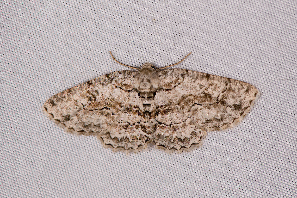 Brown-Shaded Gray Moth, La Planada Nature Reserve, Colombia Opening the set for our first moth trap night at La Planada Nature Reserve, which is the 3rd out of 5 nights we did "mothing" during our Colombia 2018 trip. <br />
<br />
This forest lies at 1700m asl. It is cool and on this moth night it was very heavily raining. We figured these conditions would yield less results compared to earlier, warmer locations but we couldn't be more wrong. The moment we turned on the light, there was an explosion of moths. So many that they even hampered photography as they kept blocking my lens and flash. We had to cover our mouths to not swallow some. It was awesome! Anacamptodes defectaria,Brown-Shaded Gray Moth,Colombia,Colombia 2018,Colombia South,Fall,Geotagged,La Planada Nature Reserve,South America