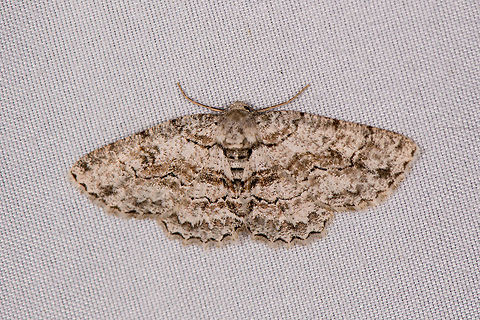 Brown-Shaded Gray Moth, La Planada Nature Reserve, Colombia Opening the set for our first moth trap night at La Planada Nature Reserve, which is the 3rd out of 5 nights we did "mothing" during our Colombia 2018 trip. 

This forest lies at 1700m asl. It is cool and on this moth night it was very heavily raining. We figured these conditions would yield less results compared to earlier, warmer locations but we couldn't be more wrong. The moment we turned on the light, there was an explosion of moths. So many that they even hampered photography as they kept blocking my lens and flash. We had to cover our mouths to not swallow some. It was awesome! Anacamptodes defectaria,Brown-Shaded Gray Moth,Colombia,Colombia 2018,Colombia South,Fall,Geotagged,La Planada Nature Reserve,South America