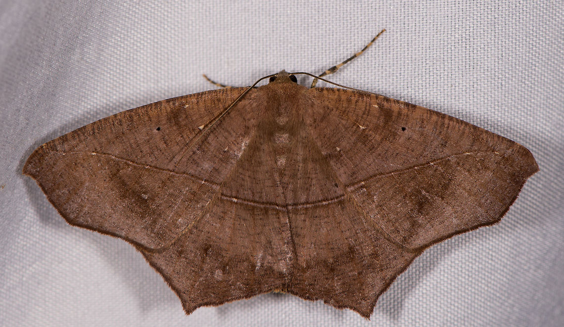 Large maple spanworm, La Planada Nature Reserve, Colombia  Colombia,Colombia 2018,Colombia South,Fall,Geotagged,La Planada Nature Reserve,Prochoerodes lineola,South America