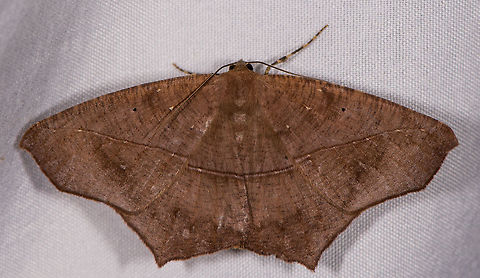 Large maple spanworm, La Planada Nature Reserve, Colombia  Colombia,Colombia 2018,Colombia South,Fall,Geotagged,La Planada Nature Reserve,Prochoerodes lineola,South America