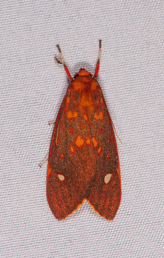 Melese intensa, La Planada Nature Reserve, Colombia  Colombia,Colombia 2018,Colombia South,Fall,Geotagged,La Planada Nature Reserve,Melese intensa,South America