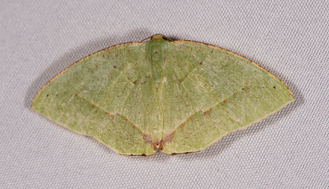 Phyle transglauca, La Planada Nature Reserve, Colombia  Colombia,Colombia 2018,Colombia South,La Planada Nature Reserve,Phyle transglauca,South America