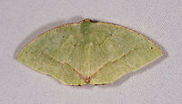 Phyle transglauca, La Planada Nature Reserve, Colombia  Colombia,Colombia 2018,Colombia South,La Planada Nature Reserve,Phyle transglauca,South America