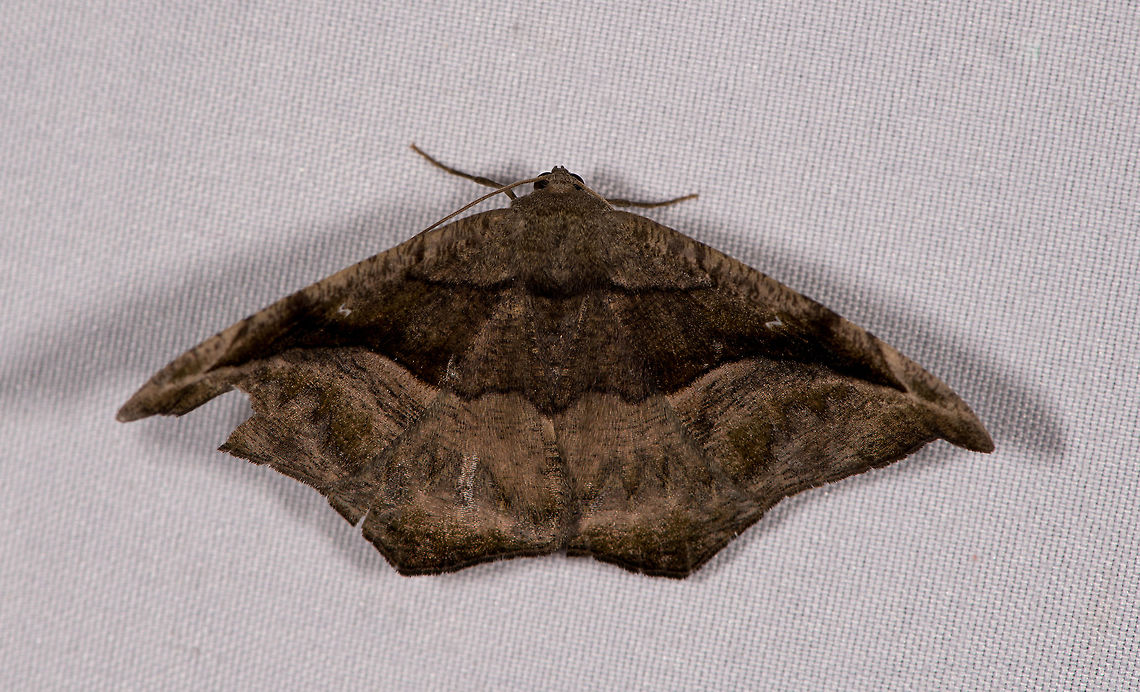 Oxydia scriptipennaria, La Planada Nature Reserve, Colombia  Colombia,Colombia 2018,Colombia South,Fall,Geotagged,La Planada Nature Reserve,Oxydia scriptipennaria,South America