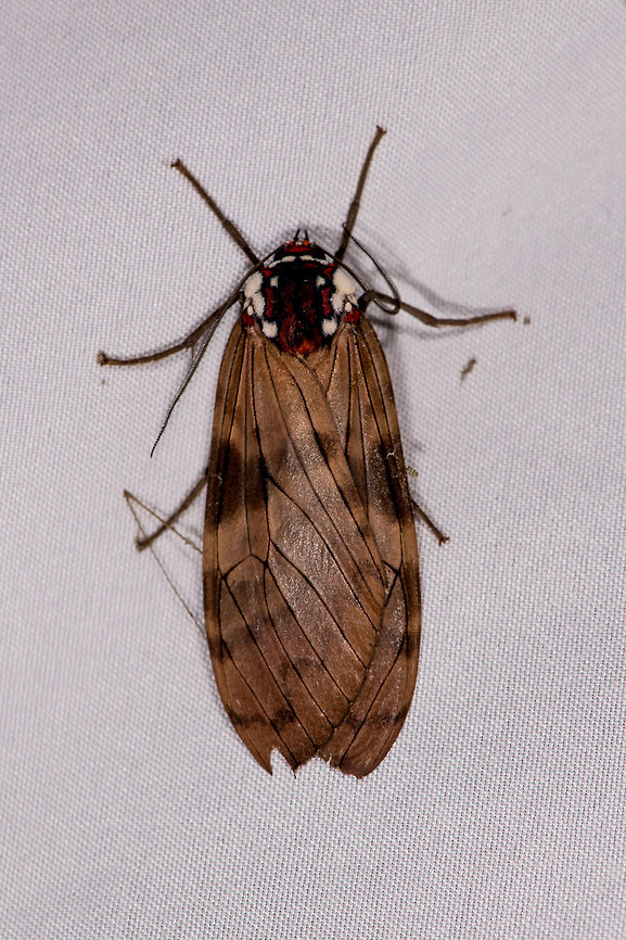Wayqecha Tiger moth, La Planada Nature Reserve, Colombia  Colombia,Colombia 2018,Colombia South,Fall,Geotagged,La Planada Nature Reserve,Praemastus albipuncta,South America