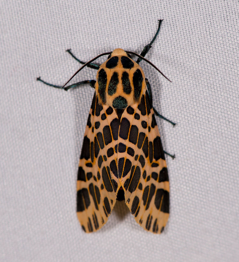 Hypercompe theophila, La Planada Nature Reserve, Colombia  Colombia,Colombia 2018,Colombia South,Fall,Geotagged,Hypercompe theophila,La Planada Nature Reserve,South America