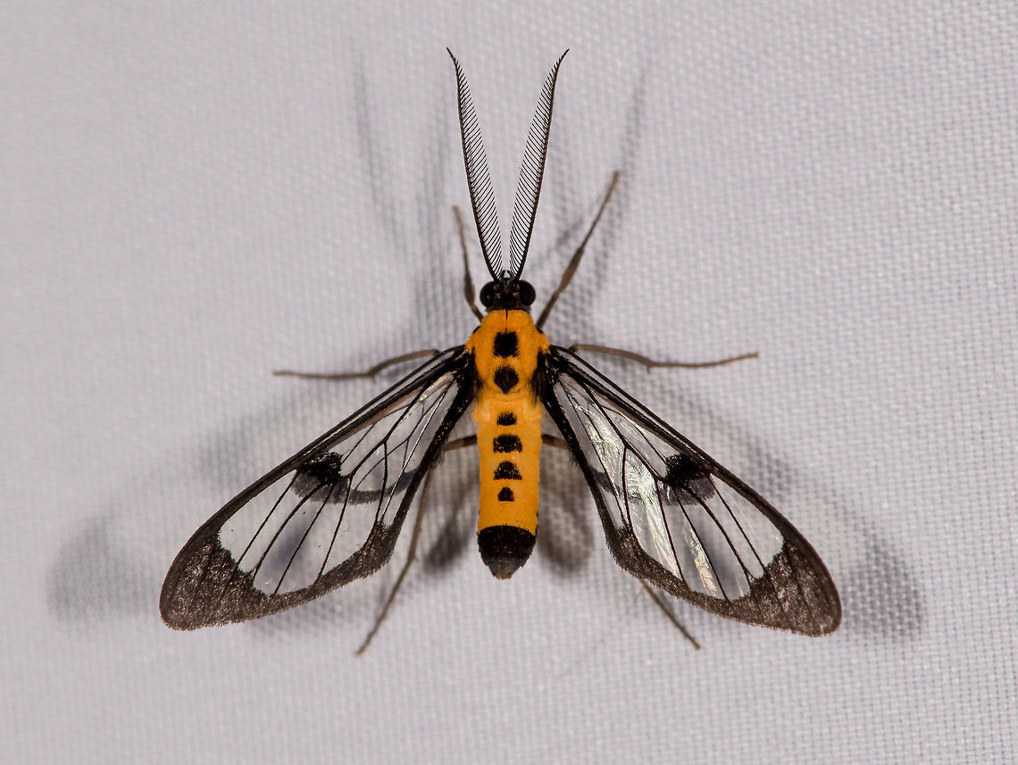 arosa sp. or Cosmosoma sp., La Planada Nature Reserve, Colombia  Colombia,Colombia 2018,Colombia South,Cosmosoma dorsimacula,Fall,Geotagged,La Planada Nature Reserve,South America