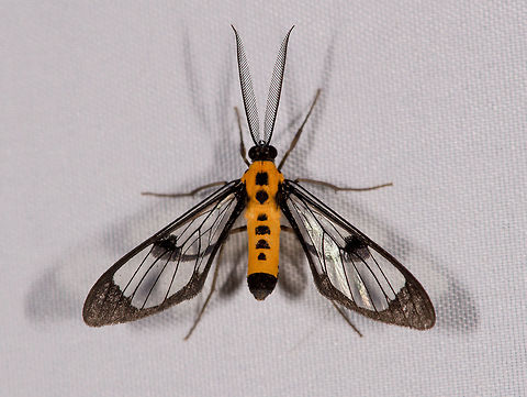 arosa sp. or Cosmosoma sp., La Planada Nature Reserve, Colombia  Colombia,Colombia 2018,Colombia South,Cosmosoma dorsimacula,Fall,Geotagged,La Planada Nature Reserve,South America