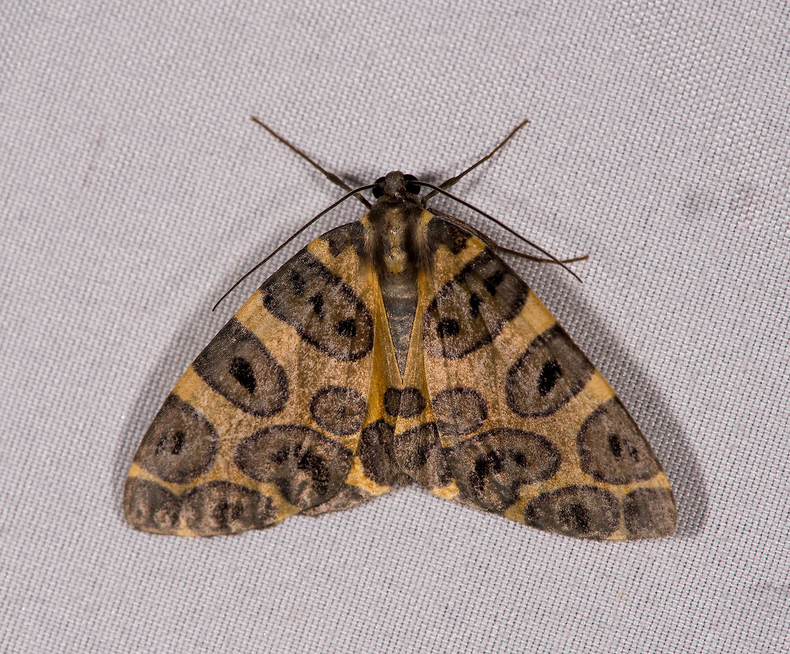 Blotched leopard, La Planada Nature Reserve, Colombia  Colombia,Colombia 2018,Colombia South,Fall,Geotagged,La Planada Nature Reserve,Pantherodes colubraria,South America