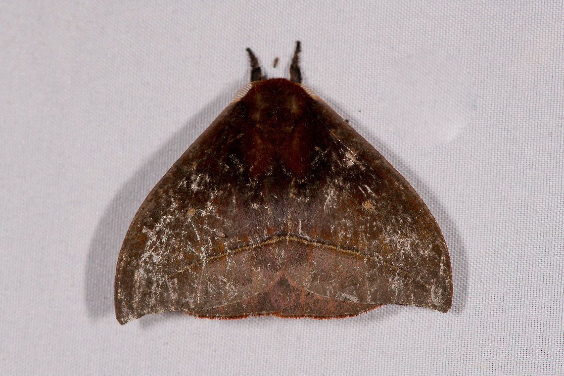 Gamelia sp., La Planada Nature Reserve, Colombia  Colombia,Colombia 2018,Colombia South,La Planada Nature Reserve,South America