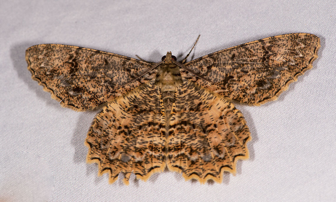 Epimecis conjugaria, La Planada Nature Reserve, Colombia  Colombia,Colombia 2018,Colombia South,Epimecis conjugaria,Fall,Geotagged,La Planada Nature Reserve,South America