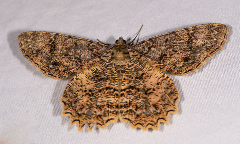 Epimecis conjugaria, La Planada Nature Reserve, Colombia  Colombia,Colombia 2018,Colombia South,Epimecis conjugaria,Fall,Geotagged,La Planada Nature Reserve,South America
