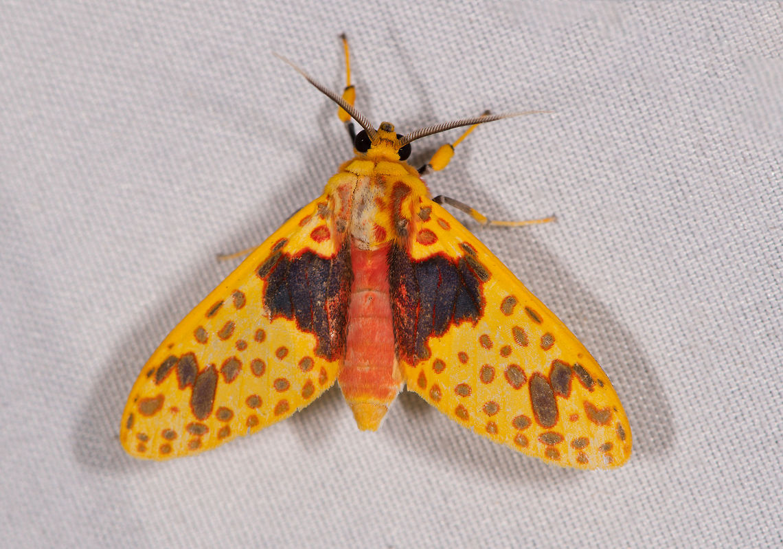 Amaxia pulchra, La Planada Nature Reserve, Colombia  Amaxia pulchra,Colombia,Colombia 2018,Colombia South,Fall,Geotagged,La Planada Nature Reserve,South America