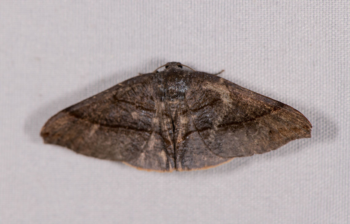 Patalene sp.?, La Planada Nature Reserve, Colombia  Colombia,Colombia 2018,Colombia South,La Planada Nature Reserve,South America