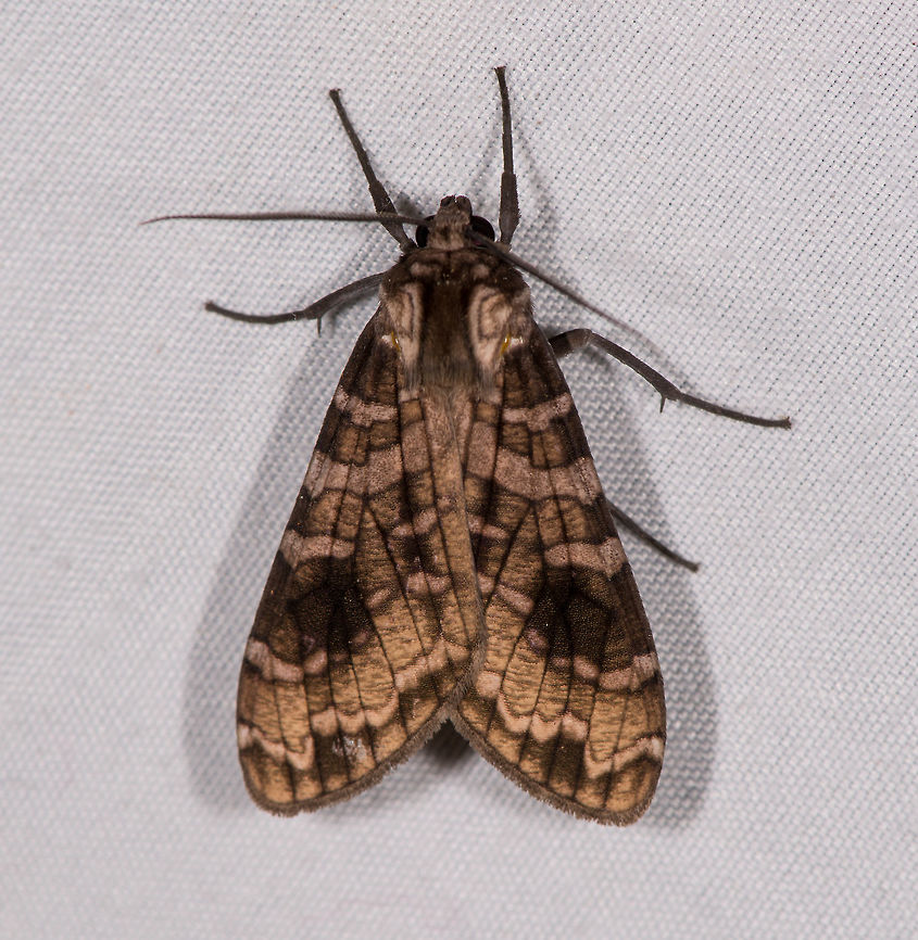 Elysius melanoplaga, La Planada Nature Reserve, Colombia  Colombia,Colombia 2018,Colombia South,Elysius melanoplaga,Fall,Geotagged,La Planada Nature Reserve,South America