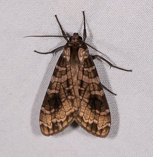 Elysius melanoplaga, La Planada Nature Reserve, Colombia  Colombia,Colombia 2018,Colombia South,Elysius melanoplaga,Fall,Geotagged,La Planada Nature Reserve,South America