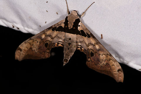 Adhemarius gannascus, La Planada Nature Reserve, Colombia  Adhemarius gannascus,Colombia,Colombia 2018,Colombia South,Fall,Geotagged,La Planada Nature Reserve,South America