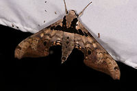 Adhemarius gannascus, La Planada Nature Reserve, Colombia  Adhemarius gannascus,Colombia,Colombia 2018,Colombia South,Fall,Geotagged,La Planada Nature Reserve,South America