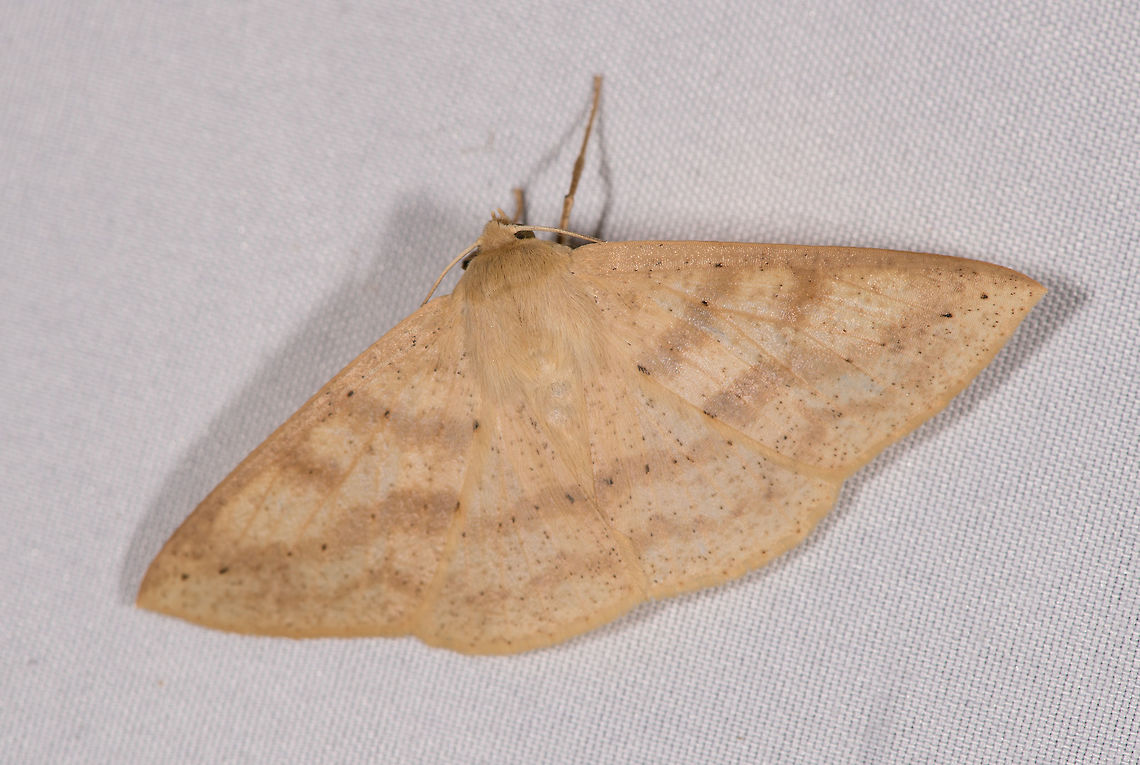 Sabulodes colombiata, La Planada Nature Reserve, Colombia  Colombia,Colombia 2018,Colombia South,Fall,Geotagged,La Planada Nature Reserve,Sabulodes colombiata,South America
