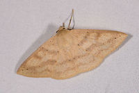 Sabulodes colombiata, La Planada Nature Reserve, Colombia Colombia,Colombia 2018,Colombia South,Fall,Geotagged,La Planada Nature Reserve,Sabulodes colombiata,South America