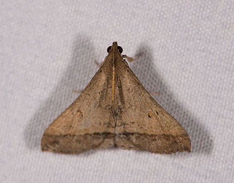 Renia sp., La Planada Nature Reserve, Colombia  Colombia,Colombia 2018,Colombia South,Fall,Geotagged,La Planada Nature Reserve,South America