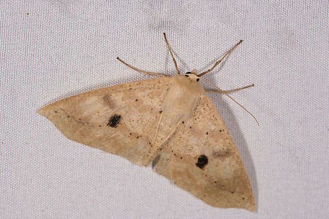 Pale triangle moth with black marks, La Planada Nature Reserve, Colombia  Colombia,Colombia 2018,Colombia South,Fall,Geotagged,La Planada Nature Reserve,South America