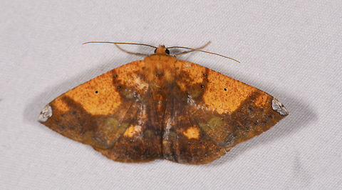 Scorched Beauty, La Planada Nature Reserve, Colombia  Acrosemia vulpecularia,Colombia,Colombia 2018,Colombia South,Fall,Geotagged,La Planada Nature Reserve,South America