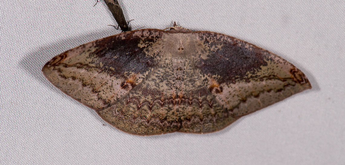 Oxydia sp.?, La Planada Nature Reserve, Colombia  Colombia,Colombia 2018,Colombia South,Fall,Geotagged,La Planada Nature Reserve,South America