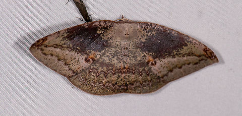 Oxydia sp.?, La Planada Nature Reserve, Colombia  Colombia,Colombia 2018,Colombia South,Fall,Geotagged,La Planada Nature Reserve,South America