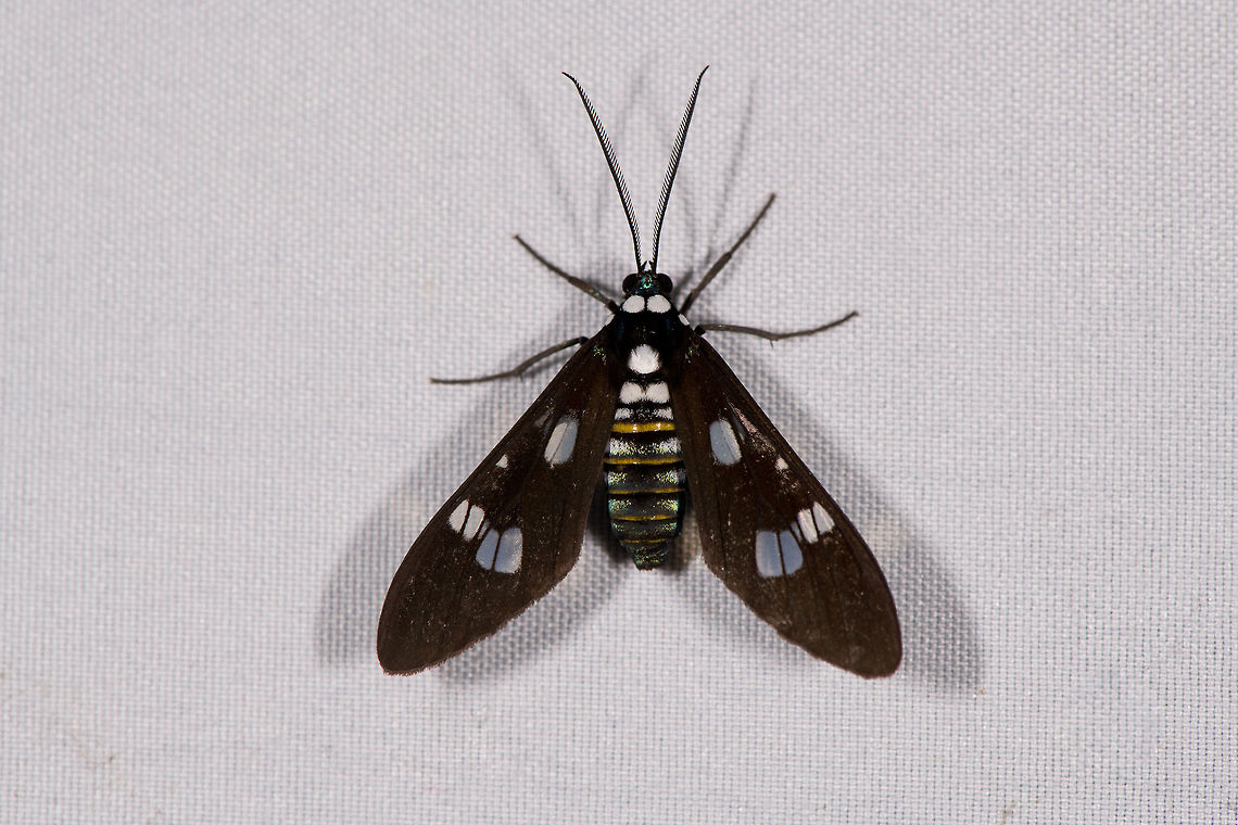 Phaio acquiguttata, La Planada Nature Reserve, Colombia  Colombia,Colombia 2018,Colombia South,Fall,Geotagged,La Planada Nature Reserve,Phaio acquiguttata,South America