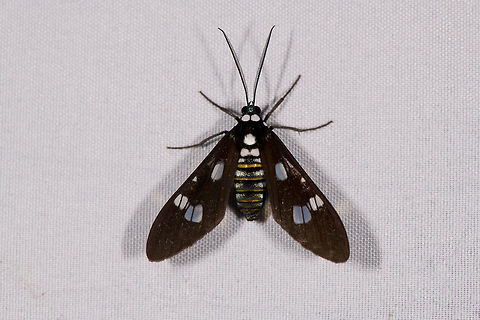 Phaio acquiguttata, La Planada Nature Reserve, Colombia  Colombia,Colombia 2018,Colombia South,Fall,Geotagged,La Planada Nature Reserve,Phaio acquiguttata,South America