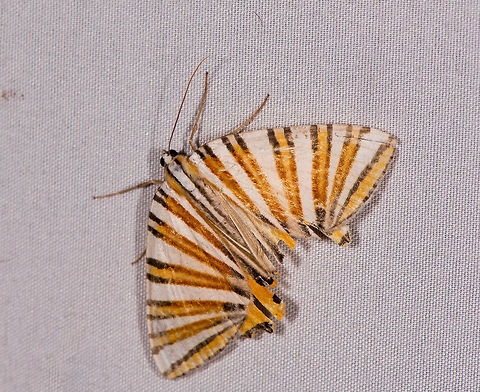 Pityeja histrionaria, La Planada Nature Reserve, Colombia  Colombia,Colombia 2018,Colombia South,Fall,Geotagged,La Planada Nature Reserve,Pityeja histrionaria,South America