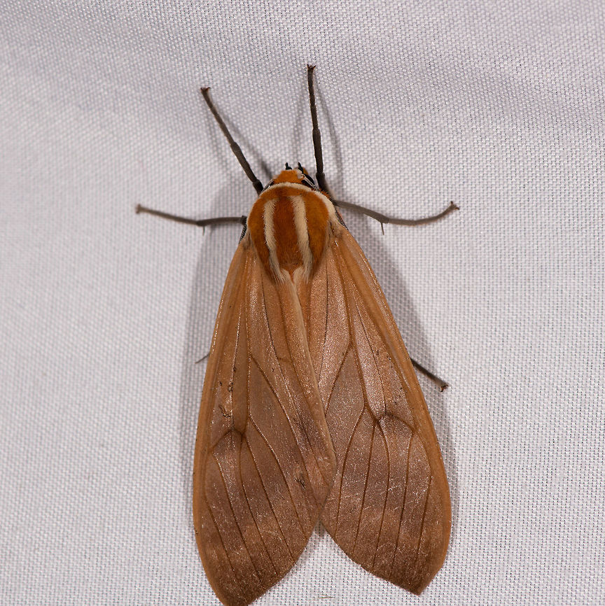 Amastus coccinator, La Planada Nature Reserve, Colombia Sorry for the poor crop. The problem on this night was a ditch in between the cloth and us. Either we would stand in the streaming rain with our gear or we would cross the ditch and be too close to the cloth for the photo, not allowing space to crop or rotate as seen here.  Amastus coccinator,Colombia,Colombia 2018,Colombia South,La Planada Nature Reserve,South America