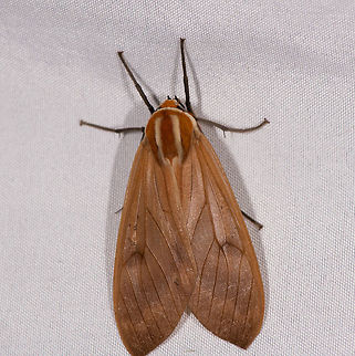 Amastus coccinator, La Planada Nature Reserve, Colombia Sorry for the poor crop. The problem on this night was a ditch in between the cloth and us. Either we would stand in the streaming rain with our gear or we would cross the ditch and be too close to the cloth for the photo, not allowing space to crop or rotate as seen here.  Amastus coccinator,Colombia,Colombia 2018,Colombia South,La Planada Nature Reserve,South America