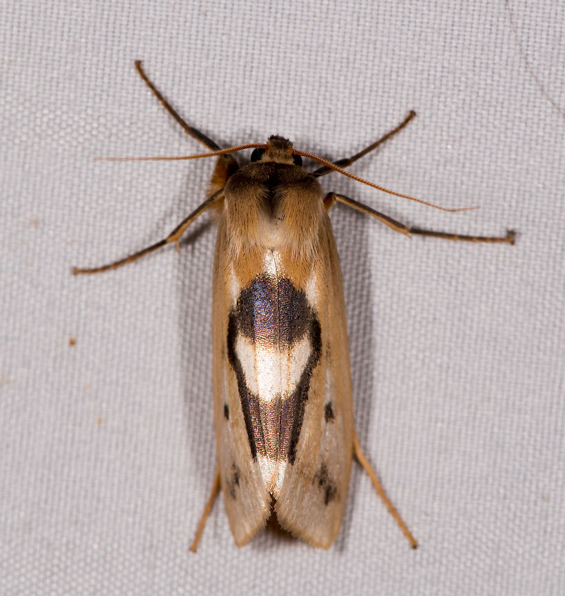 Agylla nitidalis, La Planada Nature Reserve, Colombia  Agylla nitidalis,Colombia,Colombia 2018,Colombia South,Fall,Geotagged,La Planada Nature Reserve,South America