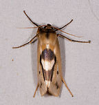 Agylla nitidalis, La Planada Nature Reserve, Colombia  Agylla nitidalis,Colombia,Colombia 2018,Colombia South,Fall,Geotagged,La Planada Nature Reserve,South America
