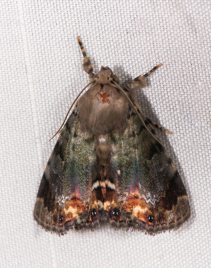 Dyops chromatophila, La Planada Nature Reserve, Colombia Note: species is a lot darker in real life, this is flash brightening it by a lot. Colombia,Colombia 2018,Colombia South,Dyops chromatophila,Fall,Geotagged,La Planada Nature Reserve,South America